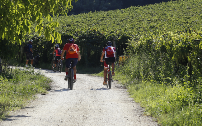 colline e vigneti